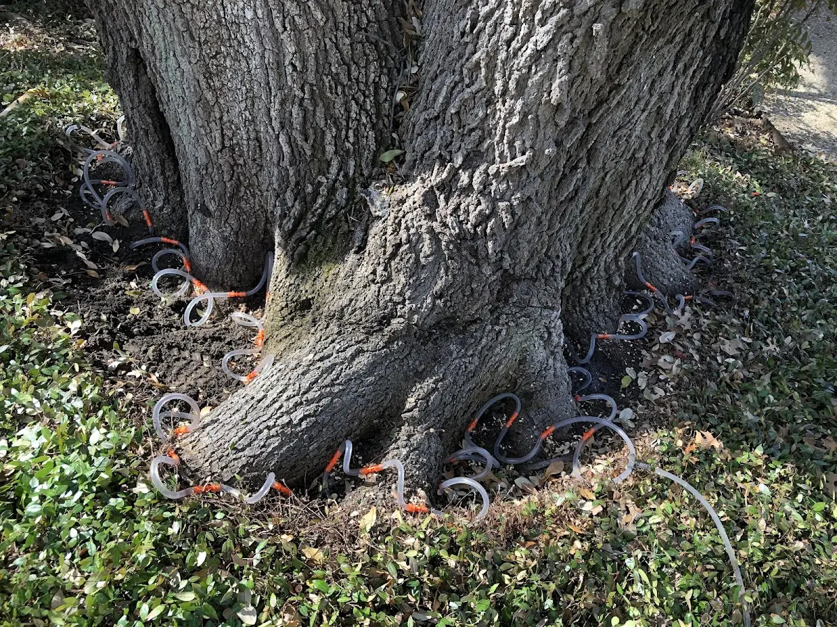 Detailed Tree Cabling and Bracing job site in Friendsville
