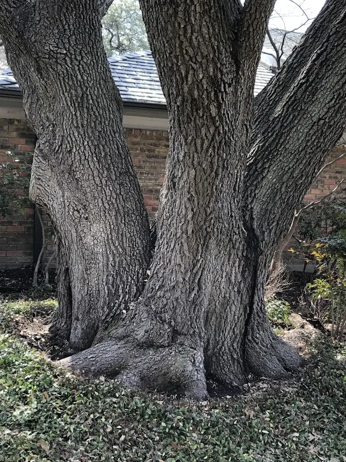 Mature heritage tree close to a Friendsville property cared for by certified arborists